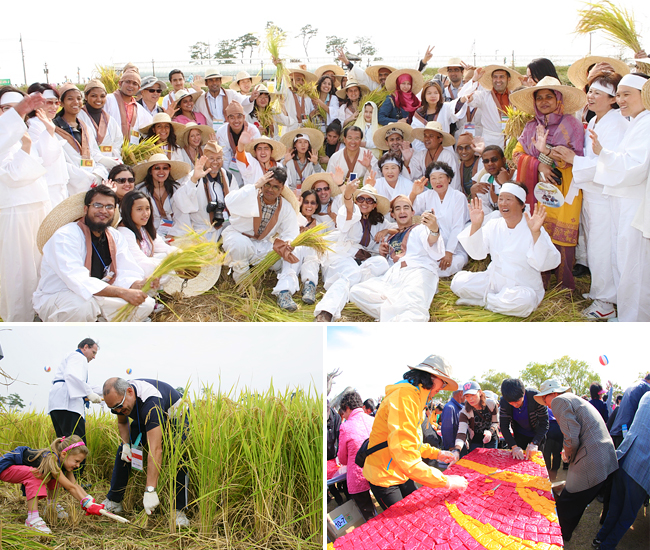 le-hoi-duong-chan-troi-gimje-han-quoc